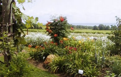 Anthony Road Garden - 2